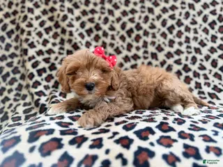 Cavapoo dogs Mercedes - Ad 10
