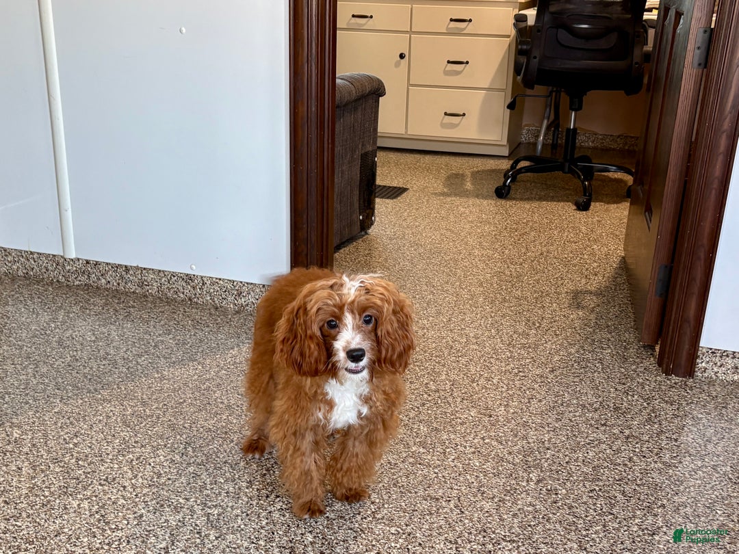 Cavapoo dogs for sale: Davey F1 - Ad 10