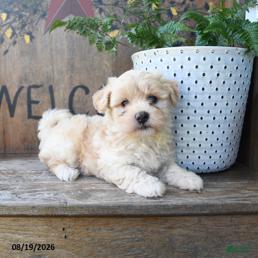 Maltipoo dogs Faith - Ad 2