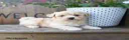Maltipoo dogs for sale: Faith - Ad 2