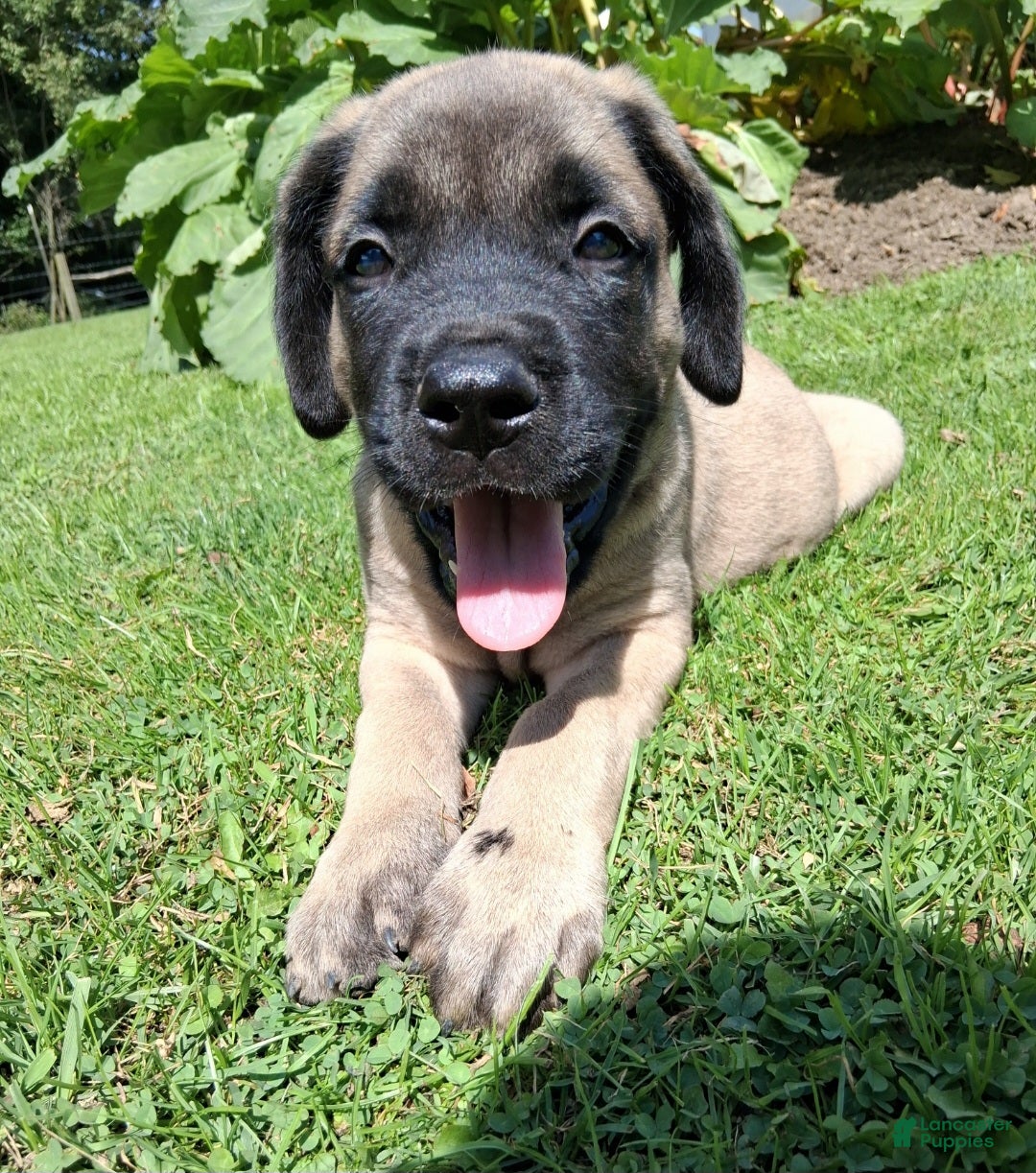 English Mastiff dogs Hank - Ad 1