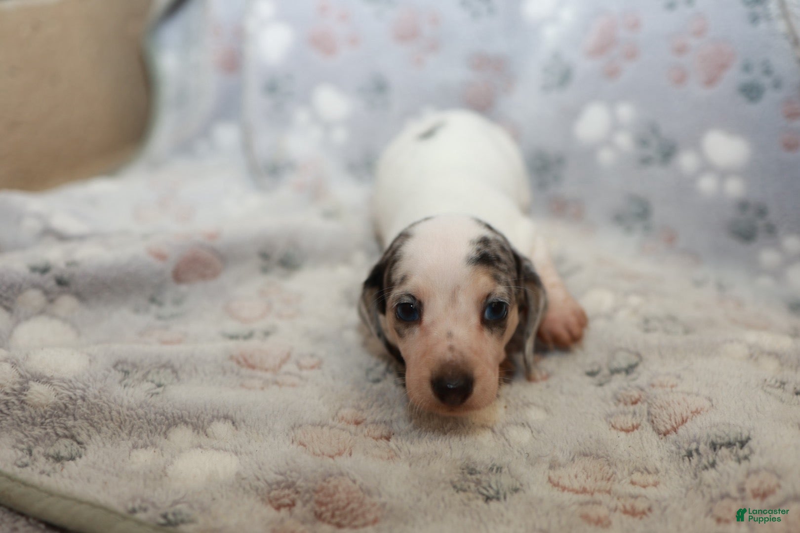Miniature Dachshund dogs Cosmo - Ad 2