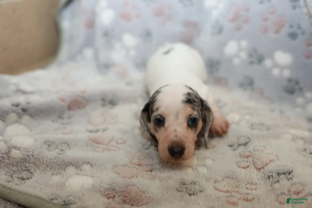 Miniature Dachshund dogs for sale: Cosmo - Ad 2