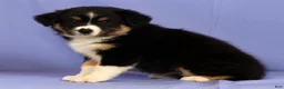 Miniature Australian Shepherd dogs for sale: Bethany - Ad 4
