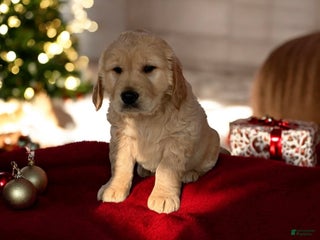 Golden Retriever dogs Chunk - Ad 25