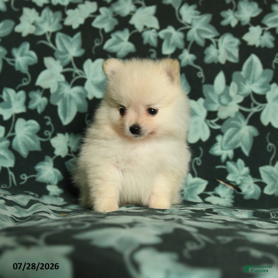 Pomeranian dogs Tiny tim - Ad 1