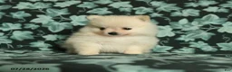 Pomeranian dogs for sale: Tiny tim - Ad 1