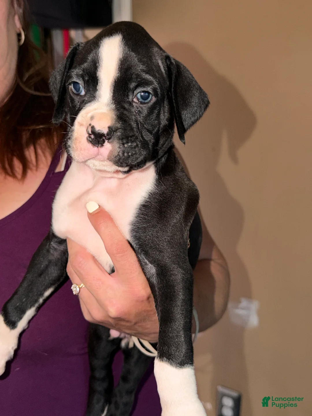 Boxer dogs for sale: White collar boy - Ad 1