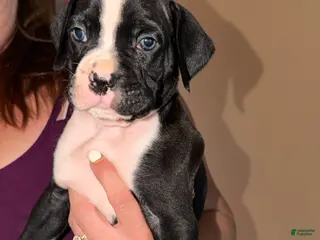Boxer dogs White collar boy - Ad 23