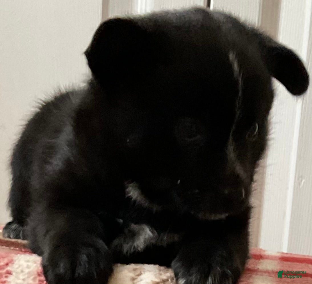 Mixed Breed dogs Tracey - Ad 2