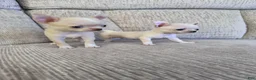 Chihuahua dogs for sale: Chihuahua 1 - Ad 2