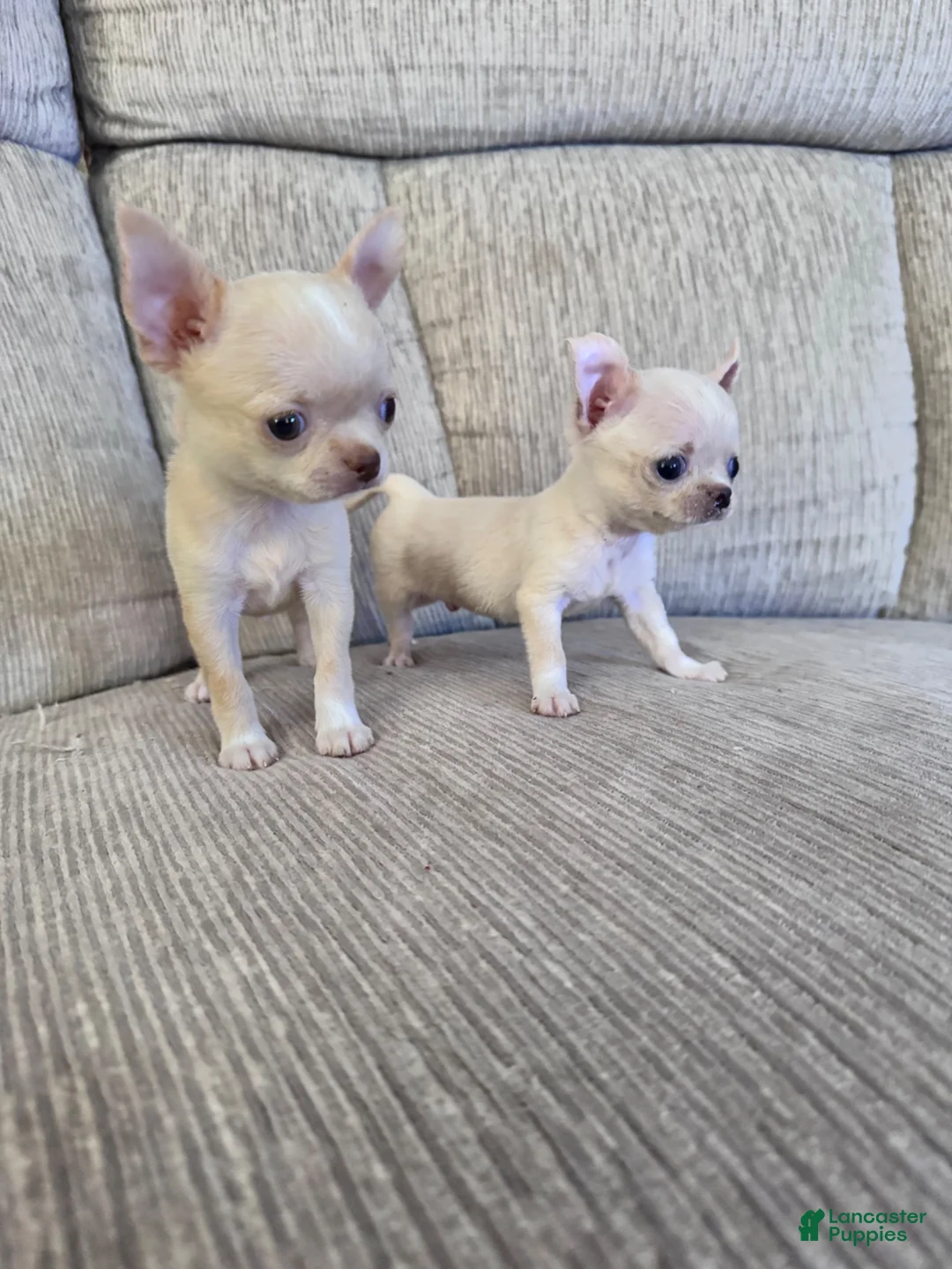 Chihuahua dogs for sale: Chihuahua 1 - Ad 2