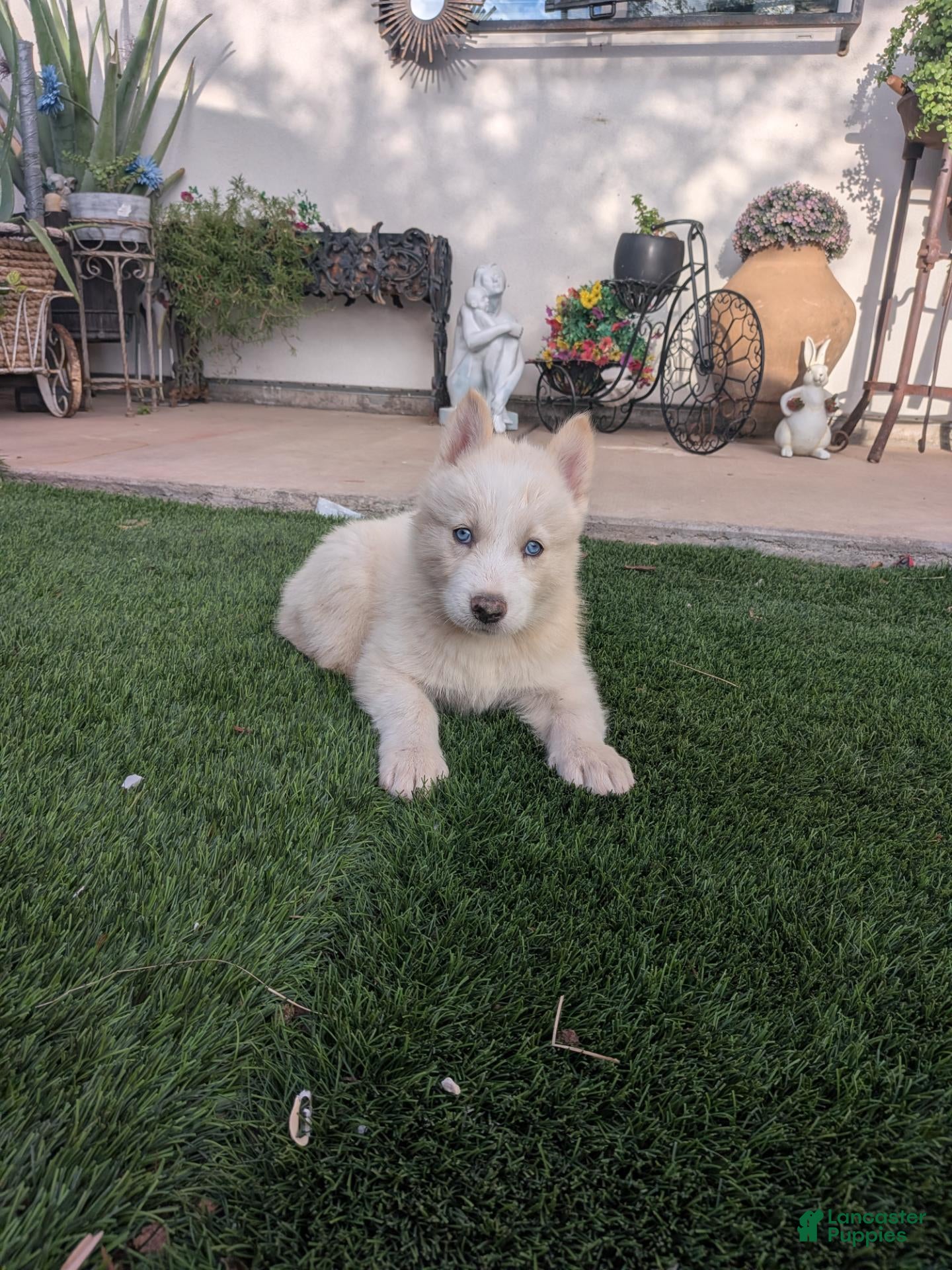 Siberian Husky dogs for sale: Siberian Husky 4 - Ad 2