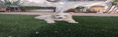 Siberian Husky 4