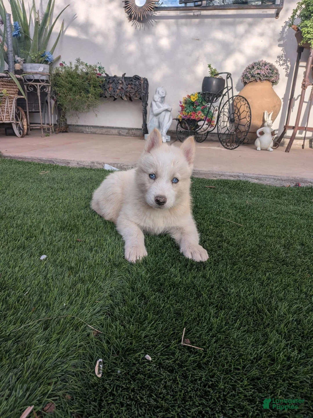Siberian Husky dogs for sale: Siberian Husky 4 - Ad 1