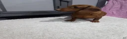 Miniature Dachshund dogs for sale: Abby - Ad 10