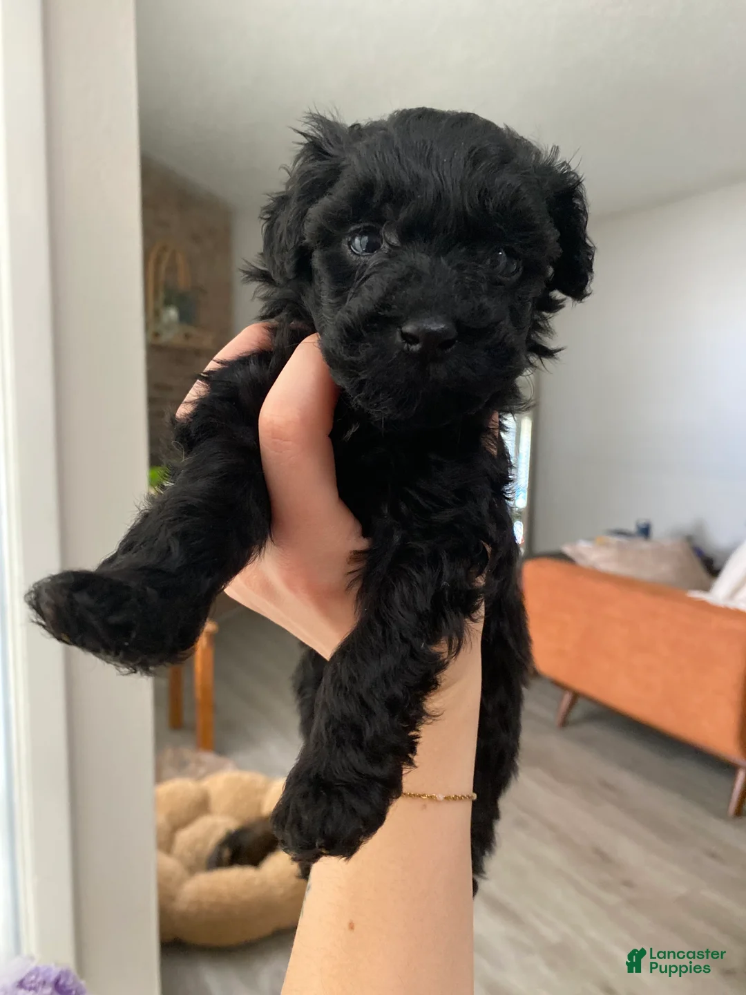 Cavapoo dogs for sale: Cavapoo Puppy 3 - Ad 1