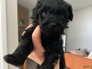 Cavapoo dogs Cavapoo Puppy 3 - Ad 26