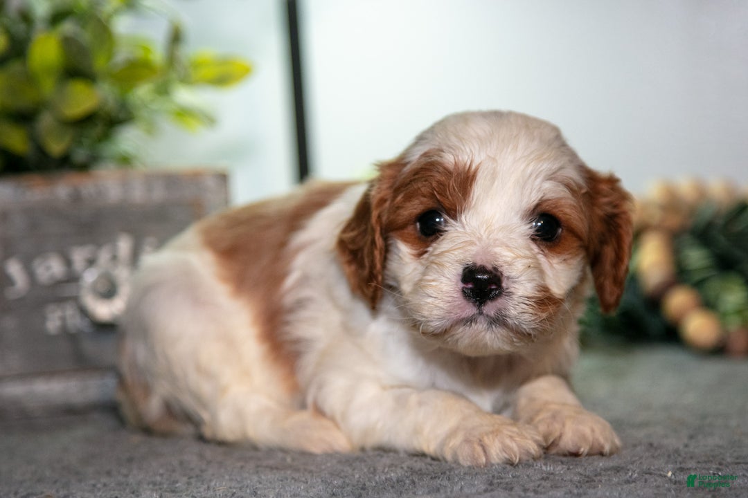 Cavapoo dogs for sale: Jessica - Ad 2