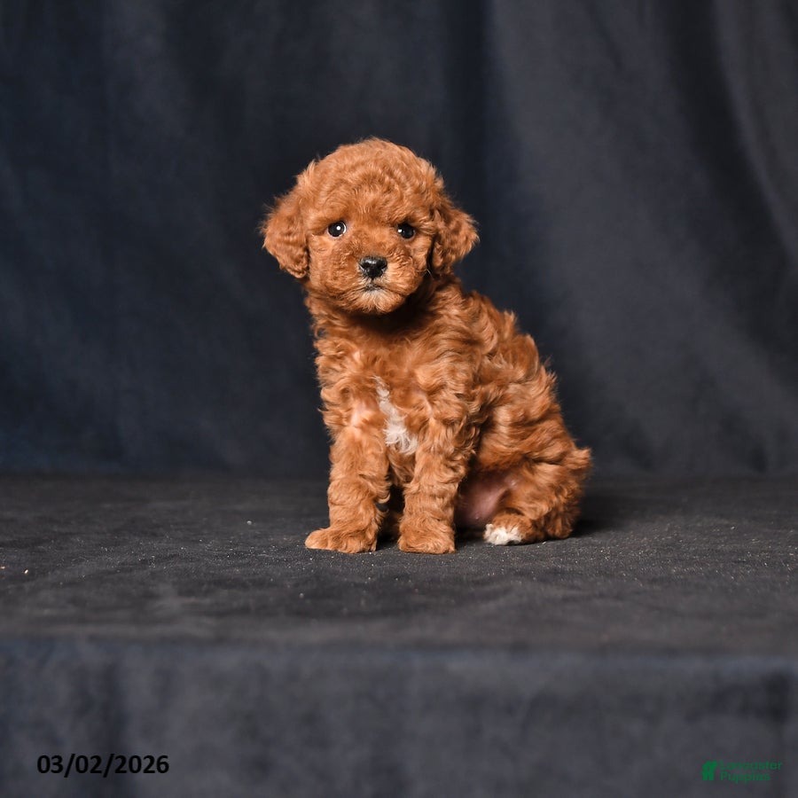 Toy Poodle dogs Tiny Spice - Ad 1