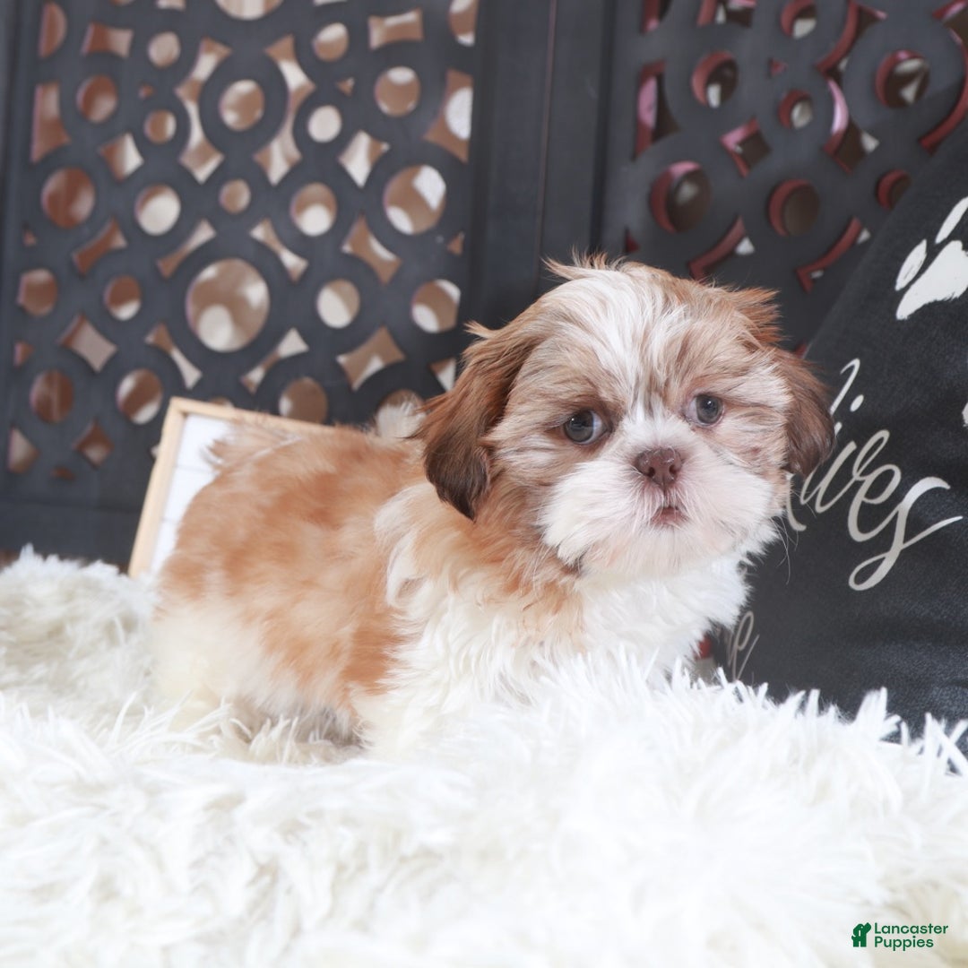 Shih Tzu dogs for sale: Shih Tzu Puppy Toby - Ad 4