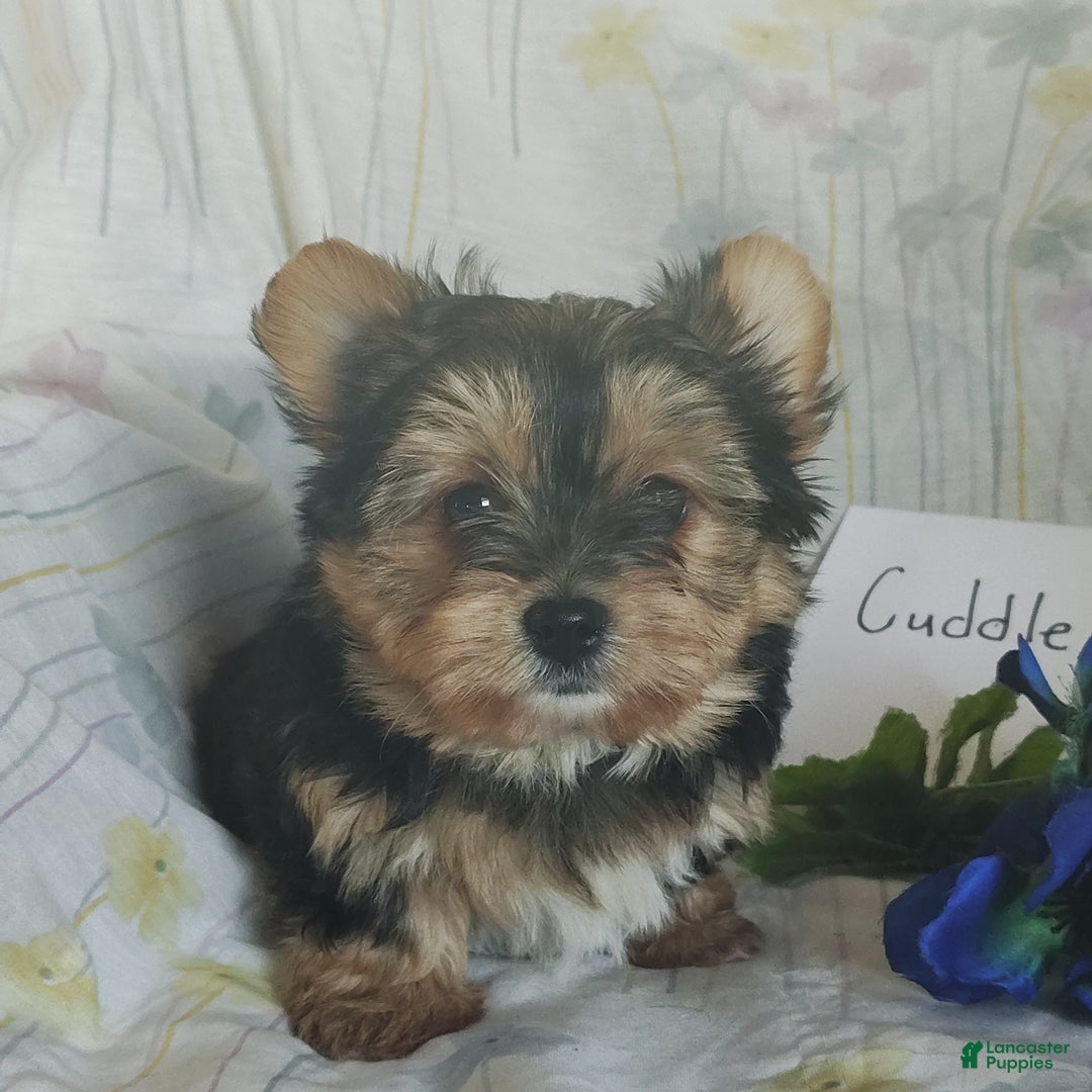 Yorkshire Terrier dogs for sale: Yorkshire Terrier Puppy 1 - Ad 1
