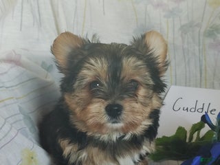 Yorkshire Terrier dogs Yorkshire Terrier Puppy 1 - Ad 42