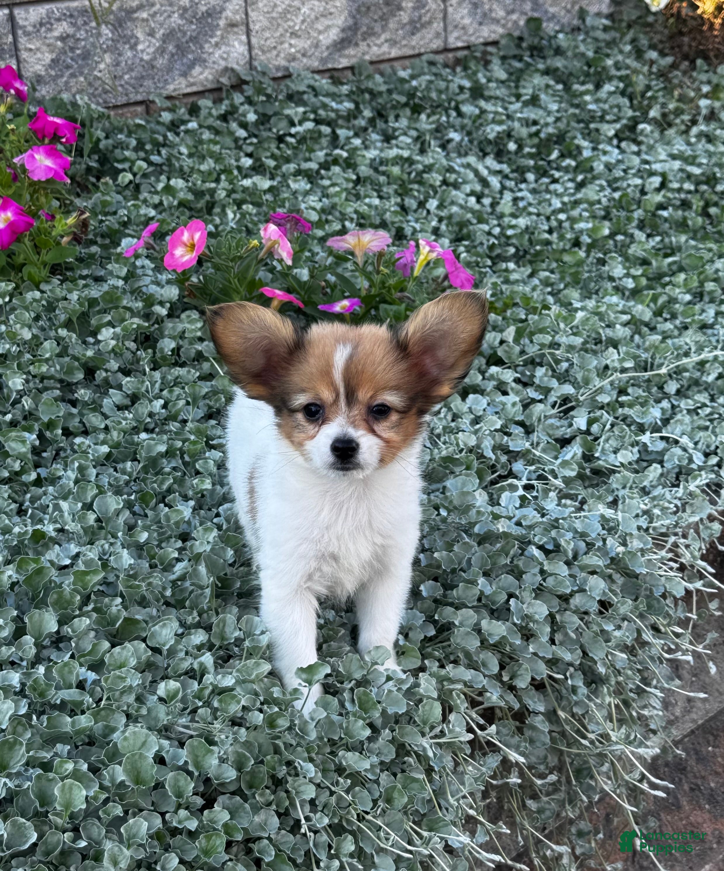Roxy, Papillon