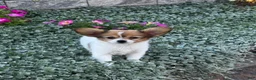 Papillon dogs for sale: Roxy  - Ad 1