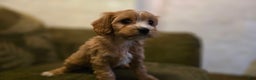 Cavapoo dogs for sale: Willow - Ad 4