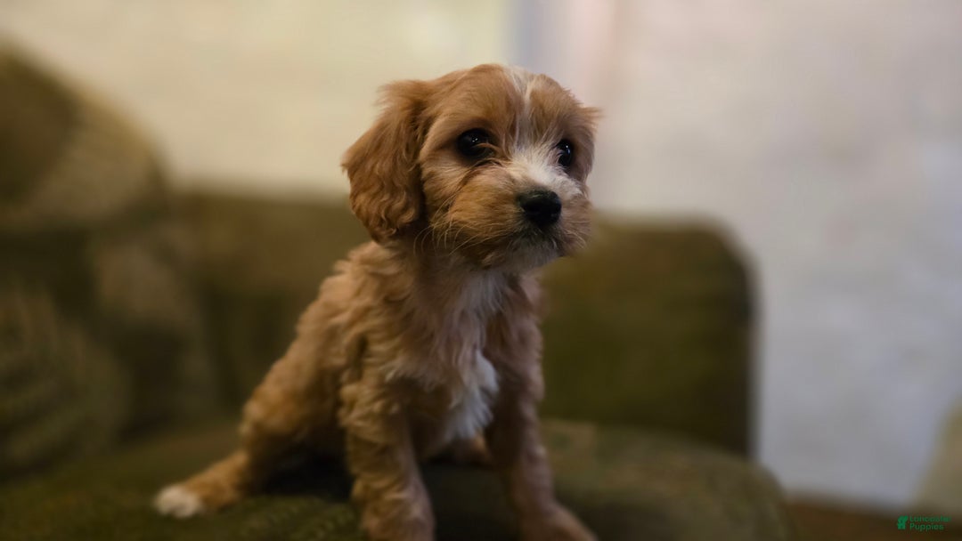 Cavapoo dogs for sale: Willow - Ad 4