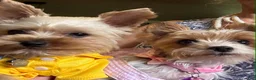 Yorkshire Terrier dogs for sale: Huckleberry, aka Huck Teacup Parti Yorkshire Terrier  - Ad 8
