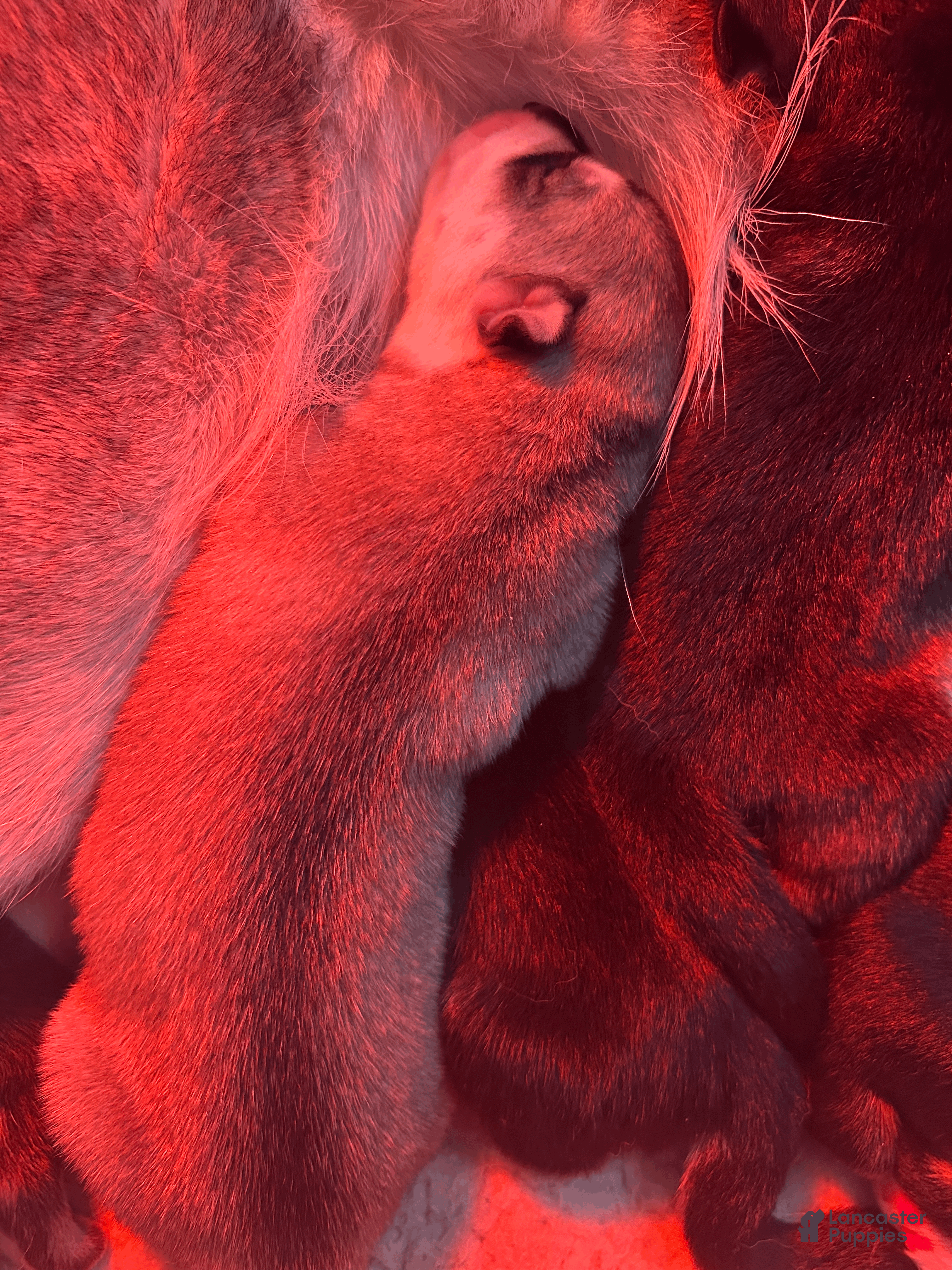 Gerberian Shepsky dogs Gerberian Shepsky Puppy 9 - Ad 21