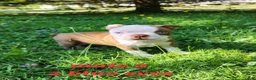 Boston Terrier dogs for sale: Taurus (male 1) - Ad 7