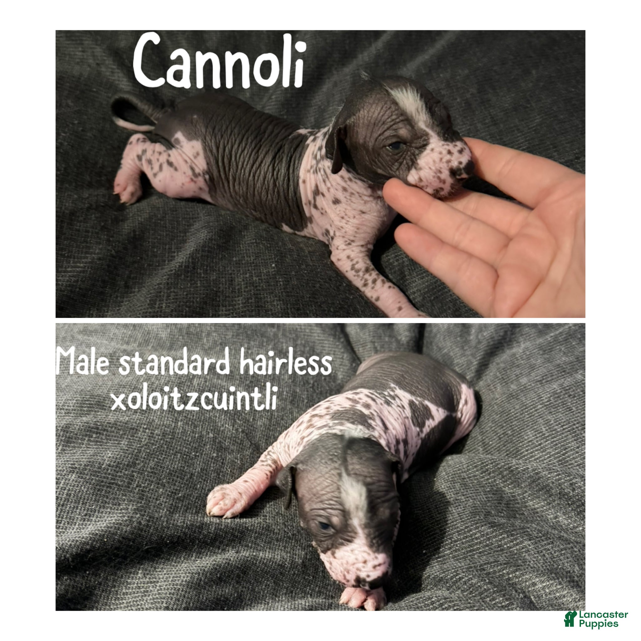 Xoloitzcuintle dogs Cannoli - Ad 1