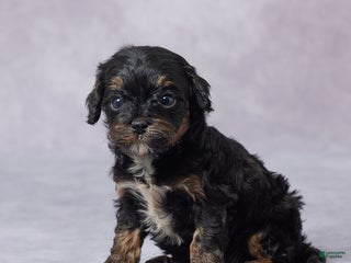 Cavapoo dogs - Ad 16