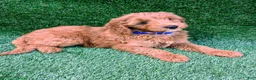 Mini Goldendoodle dogs for sale: Patches - Ad 6