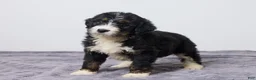 Bernedoodle dogs for sale: Kyler - Ad 2