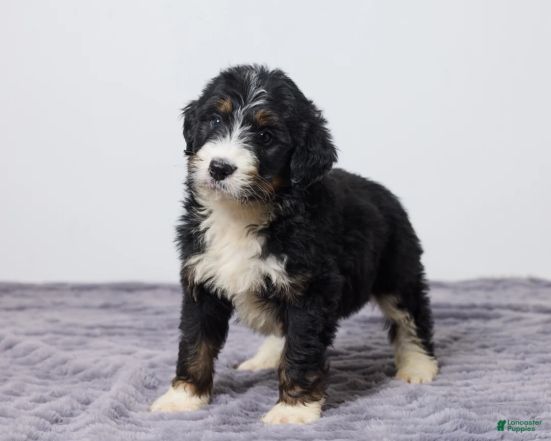 Bernedoodle dogs for sale: Kyler - Ad 2