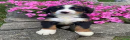 Bernese Mountain Dog dogs for sale: Finn - Ad 8