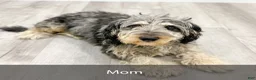 Mini Bernedoodle dogs for sale: Nova - Ad 9