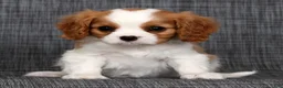 Cavalier King Charles Spaniel dogs for sale: Macy - Ad 6