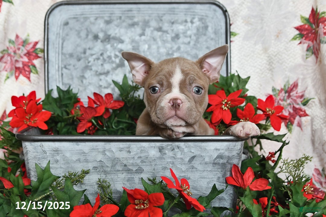 Frenchton dogs for sale: Joy - Ad 9