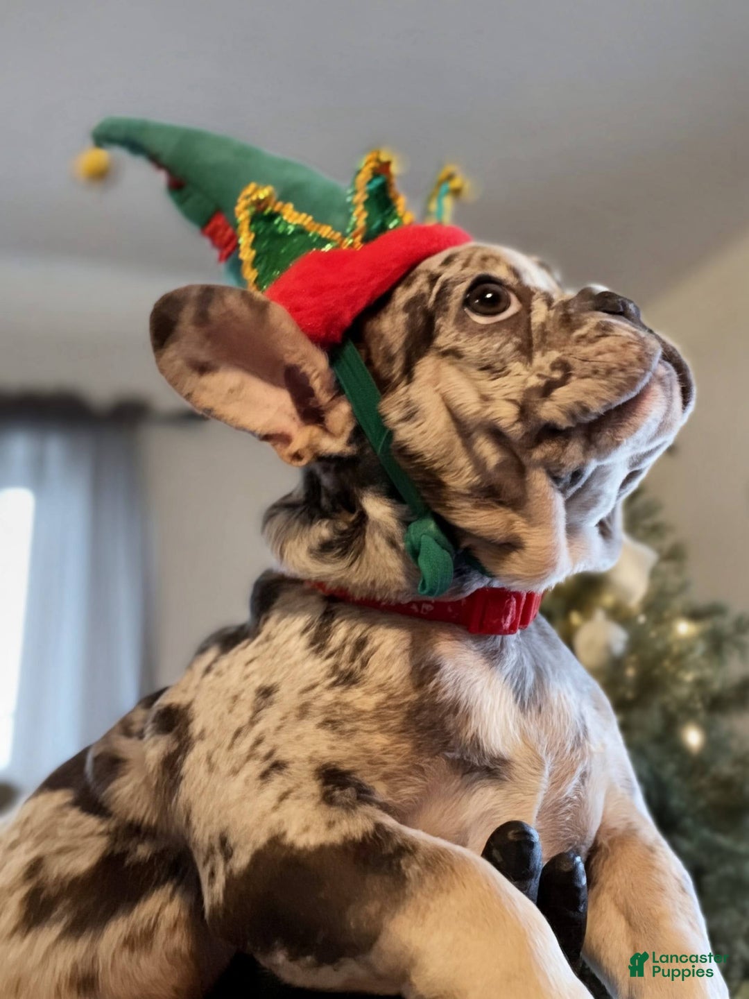 French Bulldog dogs for sale: French Bulldog Puppy 1 - Ad 4