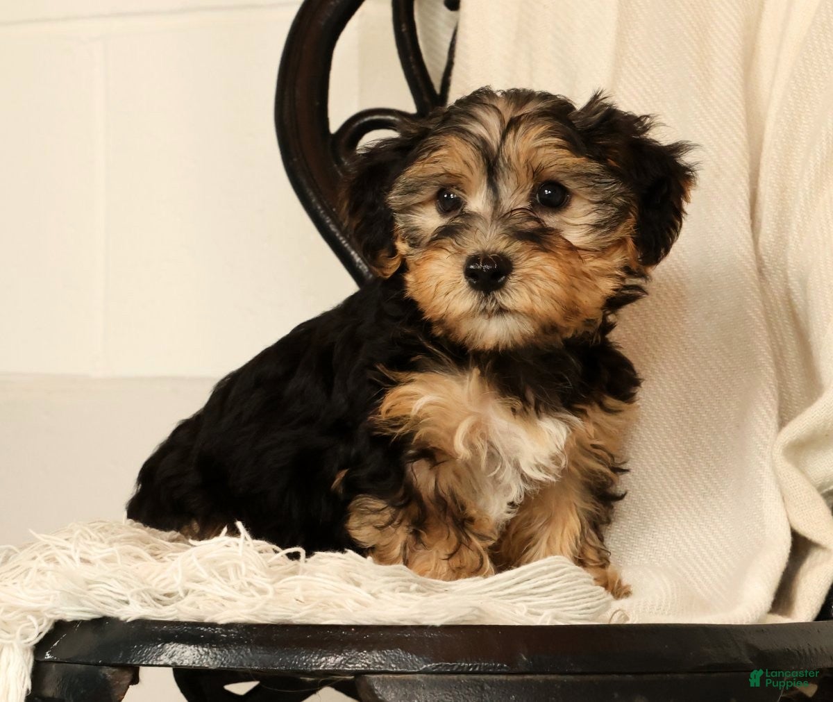 Yochon dogs for sale: Kenny - Ad 1