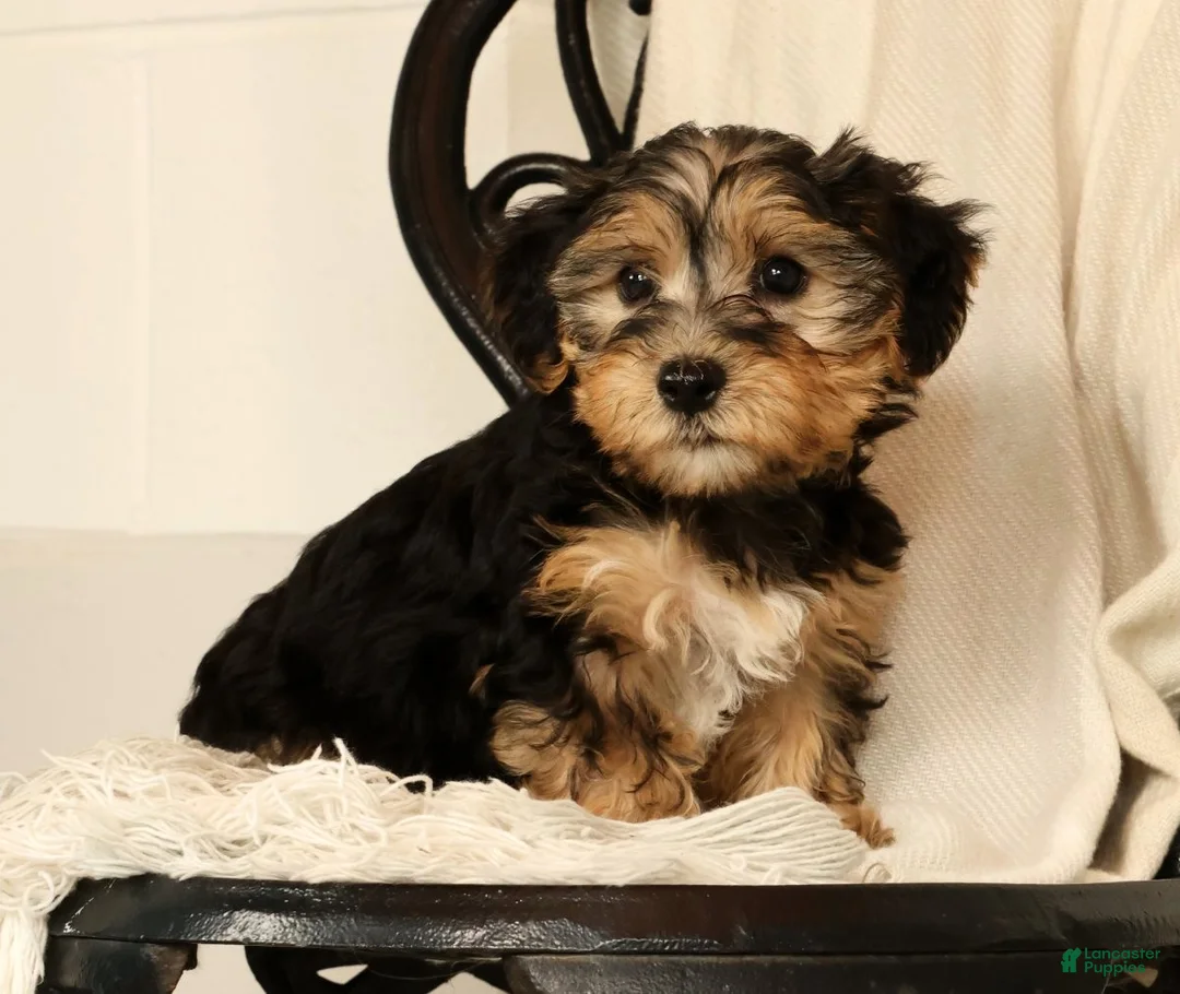 Yochon dogs for sale: Kenny - Ad 1