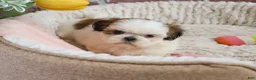Shih Tzu dogs for sale: Freckles  - Ad 5