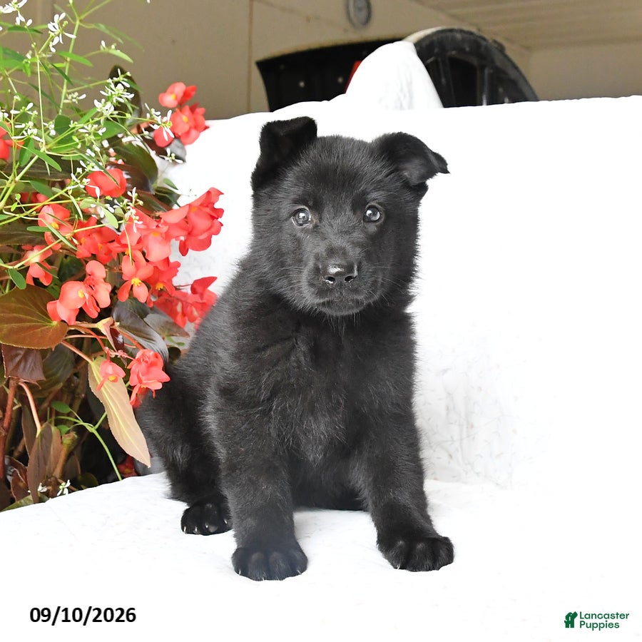 German Shepherd dogs Mabel - Ad 2