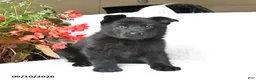 German Shepherd dogs for sale: Mabel - Ad 2