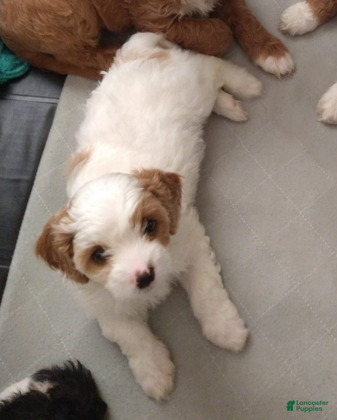 Cavapoo dogs for sale: Daisy - Ad 3
